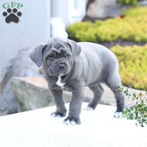 Dixie, Cane Corso Puppy